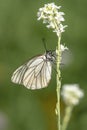 Butterfly - Black-Veined White, Aporia crataegi, on with flower. White butterfly. Blurry green background. Precious white butterfl Royalty Free Stock Photo