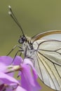 Butterfly - Black-Veined White, Aporia crataegi, on pink flower. White butterfly. Blurry green background. Precious white butterfl Royalty Free Stock Photo