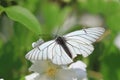 Butterfly black-veined white sitting on the white flower (Aporia crataegi) Royalty Free Stock Photo