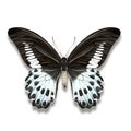 Butterfly almost black and white, Blue Mormon from India Royalty Free Stock Photo