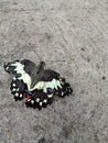 A butterfly with black, white and red wings landed on the terrace floor of the house Royalty Free Stock Photo