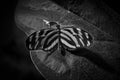 Zwart/witte vlinder met retro uitzicht Royalty Free Stock Photo