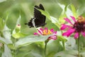 a butterfly in black and white, is sucking the essence of flowers