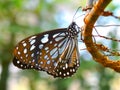 Butterfly black wings blue dots pattern