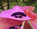 Butterfly with black wings on a pink background. A large black butterfly with open wings. Royalty Free Stock Photo