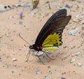 butterfly, black year, yellow stripes, moth