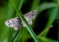 Butterfly on a blade of grass Royalty Free Stock Photo