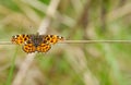 Butterfly on a blade of grass Royalty Free Stock Photo