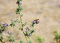 Butterfly at Bloom Flower in Desert Landscape in Badlands National Park, South Dakota Royalty Free Stock Photo