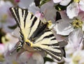 Butterfly blooming apple