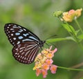 Butterfly and blooming flowers - Liuchiou Blue Spotted Milkweed Butterfly Royalty Free Stock Photo