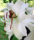 Butterfly on blooming White Madonna lily flower Royalty Free Stock Photo