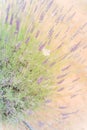 Butterfly on blossom lavender bush at local farm in Texas, America Royalty Free Stock Photo