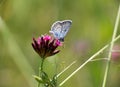 Butterfly Royalty Free Stock Photo