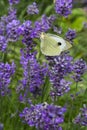 Butterfly on blossoming lavender