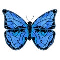 Butterfly. Blue beautiful insect