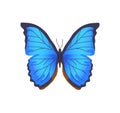 Butterfly of Blue Color Poster Vector Illustration