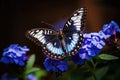 Butterfly on blue flowers in the garden. Close up, Beautiful butterfly perched on a blue flower, AI Generated