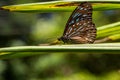 Butterfly - Blue Glassy Tiger with bokeh Backgrounds