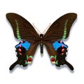 Butterfly with blue green colours on black with red spots Royalty Free Stock Photo