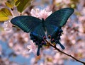 Butterfly papilio maackii on oriental cherry blossom Royalty Free Stock Photo