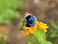 Butterfly - Blue Pansy, Closeup Royalty Free Stock Photo