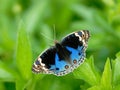 Butterfly (Blue Pansy) , Thailand Royalty Free Stock Photo