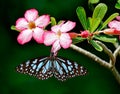 Butterfly Blue tiger on Adenium flowers with dark background Royalty Free Stock Photo