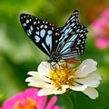 Butterfly Blue tiger on white zinnia flower with green background