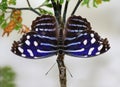 Butterfly Blue Wing Myscelia ethusa tropical butterflies