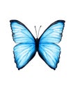 Butterfly with blue wings. Hand-drawn watercolor clipart.