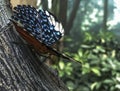 Butterfly with blue wings on a tree trunk Royalty Free Stock Photo