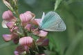 butterfly - blueberry on a pink wild flower