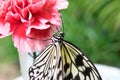 The Butterfly Royalty Free Stock Photo