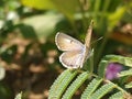 Butterfly blur picture