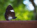 Butterfly Royalty Free Stock Photo
