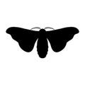 Butterfly Bombyx mori. Sketch of butterfly