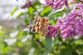 Butterfly on a branch of lilac