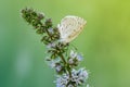 Butterfly on a branch of mint