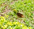 Butterfly on a branch in the morning Royalty Free Stock Photo