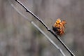 Butterfly on a branch