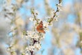 Butterfly on a branch of sakura tree Royalty Free Stock Photo