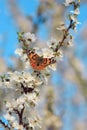 Butterfly on a branch of sakura tree Royalty Free Stock Photo