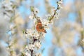 Butterfly on a branch of sakura tree Royalty Free Stock Photo