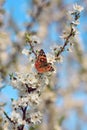 Butterfly on a branch of sakura tree Royalty Free Stock Photo