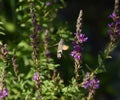 Butterfly brazil pollinates flowers. Brazhnik in flight. Royalty Free Stock Photo