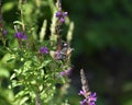 Butterfly brazil pollinates flowers. Brazhnik in flight. Royalty Free Stock Photo