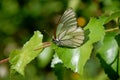 Butterfly. Bright and beautiful moment.