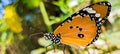 Butterfly Bright OrangeButterfly Nature Insect