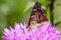 Butterfly on bright pink flower